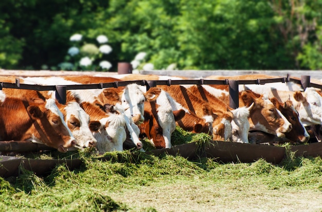 Photo the cows eat silage