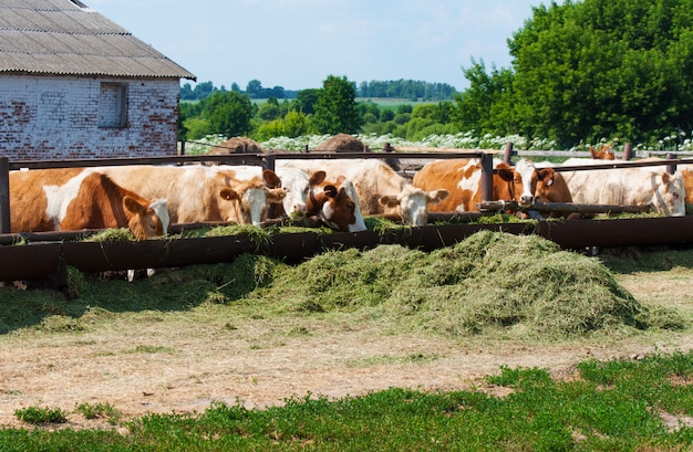 The cows eat silage