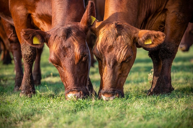 Cows eating fresh organic grass in the field Heads next to each other