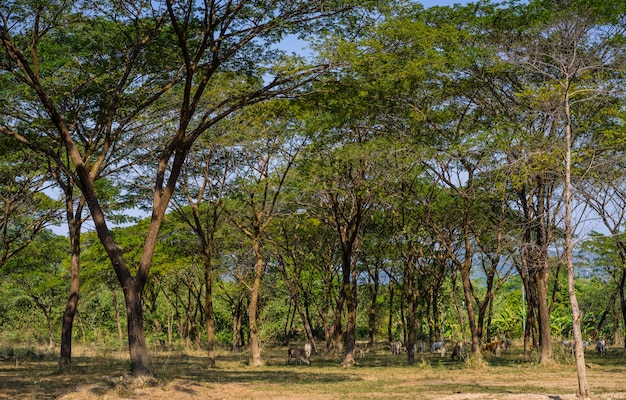 Cows eating the grass in the forest