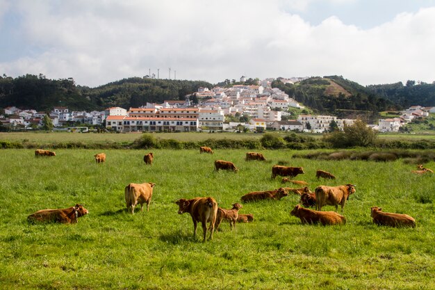 Cows eating grass on Odeceixe 