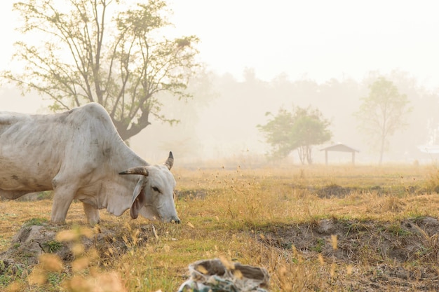 Cows eating grass with sunshine and fog in the morning.