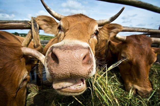 Photo cows eating straw.