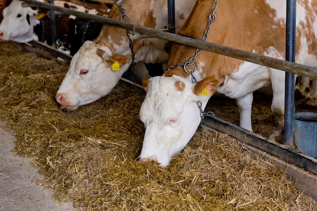 Cows on Farm. Brown and white cows eating hay.