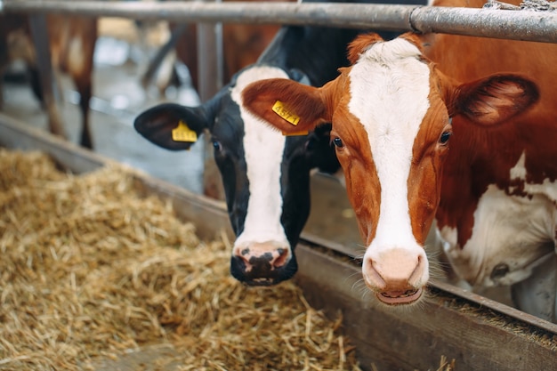 Cows on Farm. Cows eating hay in the stable.