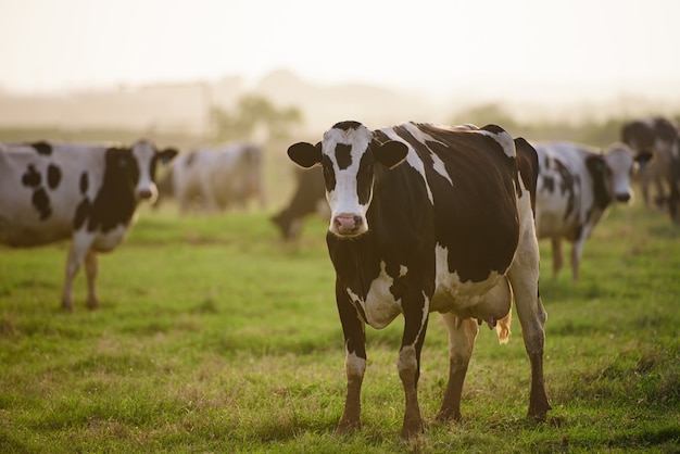 Cows in a farm. Dairy cow. Cowshed on a summer pasture.