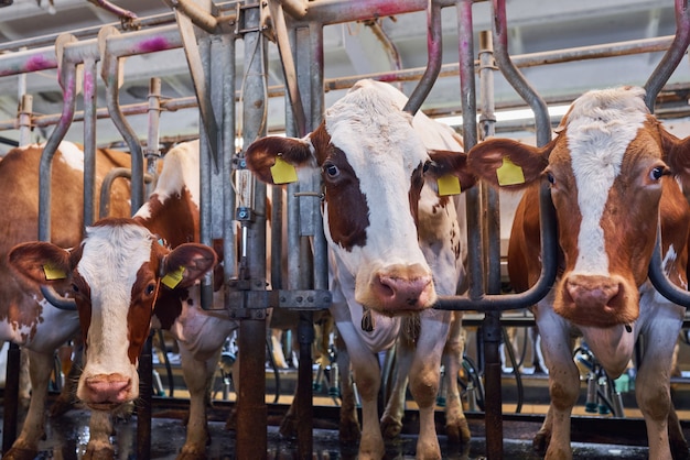 Cows in a farm. Dairy cows in a farm.