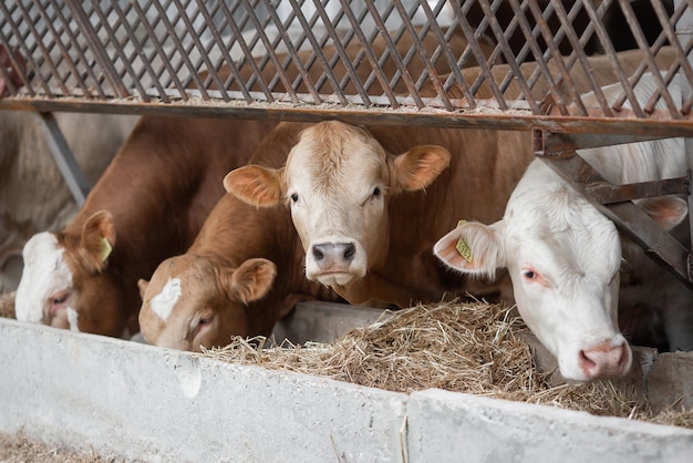 Cows in a farm Dairy cows fresh hay in front of milk cows during work Modern farm cowshed with milking cows eating hay