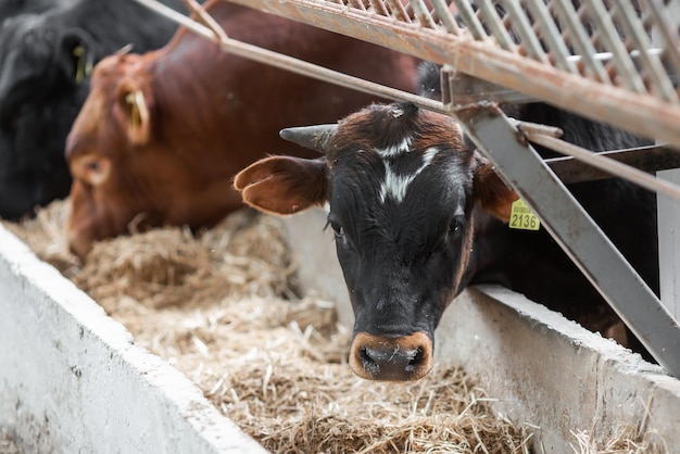 Cows in a farm Dairy cows fresh hay in front of milk cows during work Modern farm cowshed with milking cows eating hay