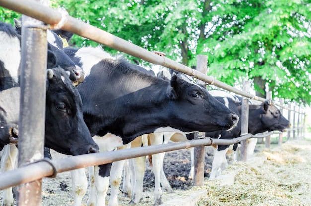 Cows on the farm behind the fence