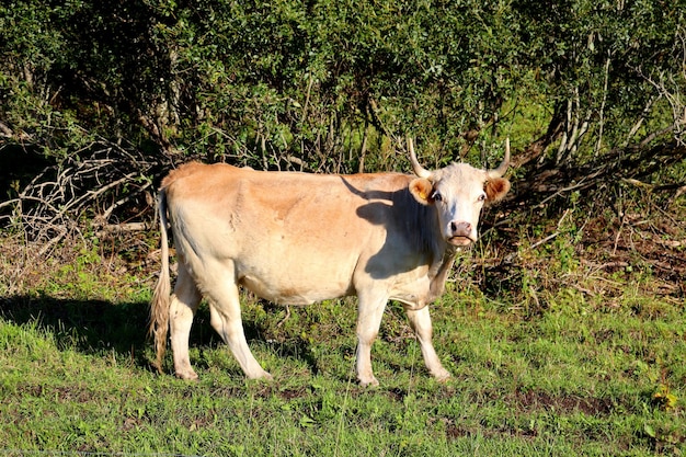 Cows in a farm field graze