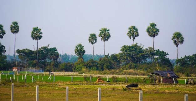 a cows farm house and cows