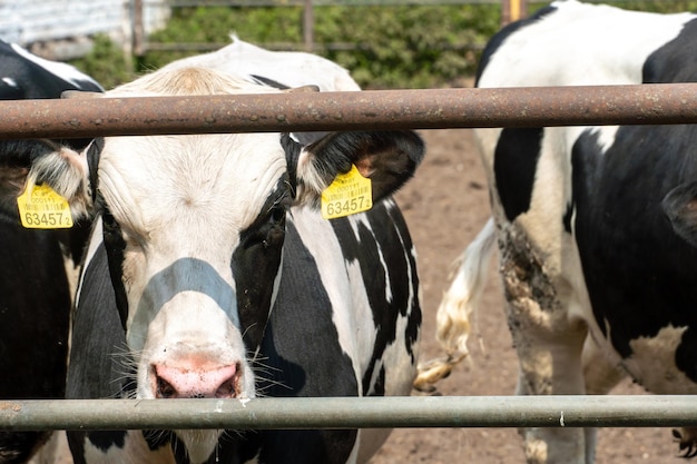 Photo cows on the farm poor conditions for keeping cattle cow's muzzle closeup behind the fence agriculture farming and animal husbandry herd of cows in a cowshed on a dairy farm