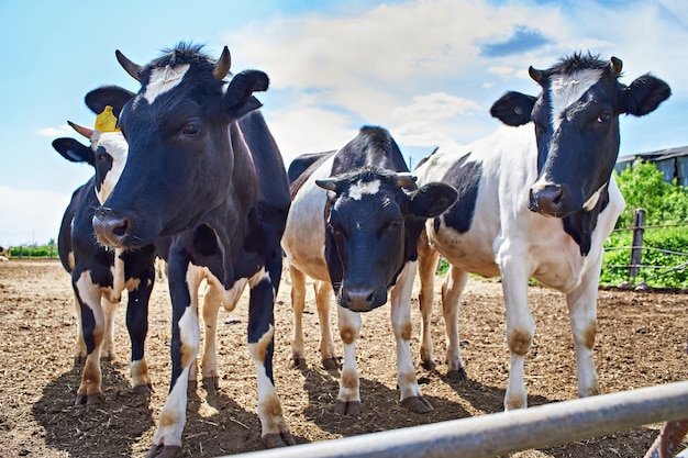 Cows on farm at summer day