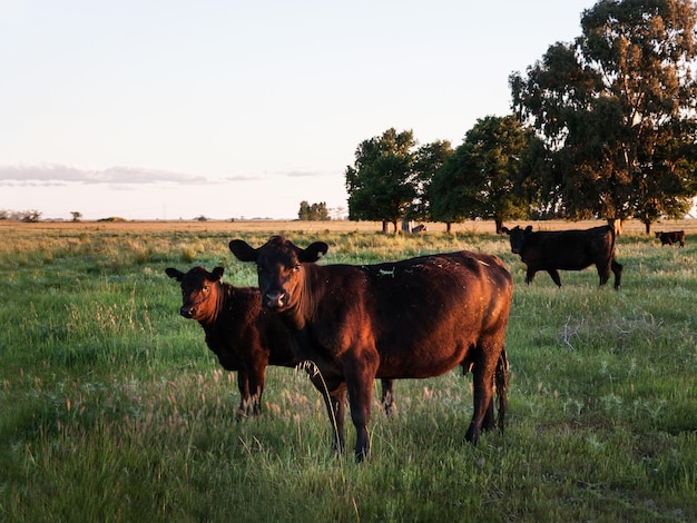 Cows in a  farm in a sunny evening