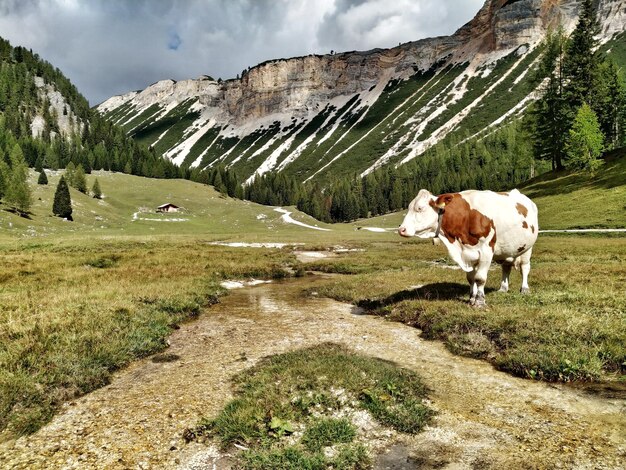 Foto le mucche in una fattoria