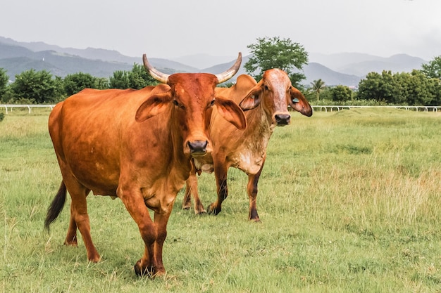 Cows in the farm