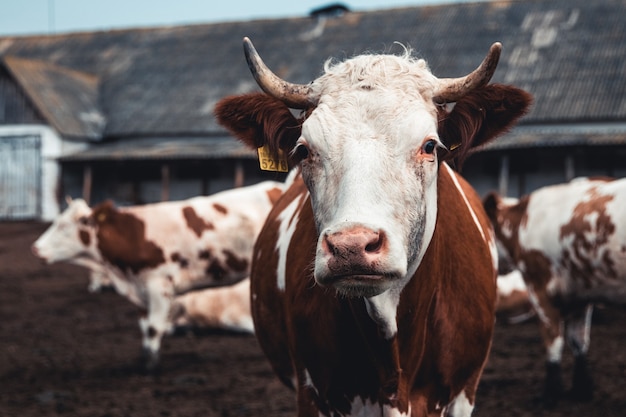 Cows in the farm