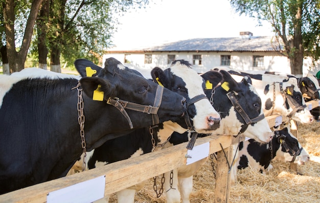 Cows in a farm