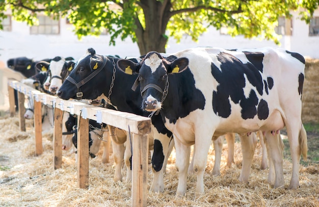 Cows in a farm