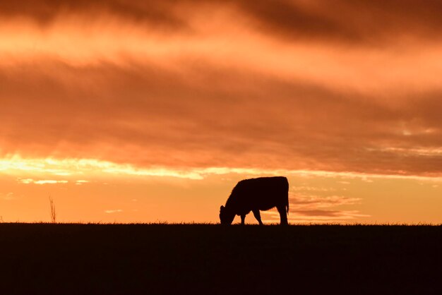 Cows fed grass in countryside pampas patagoniaargentina