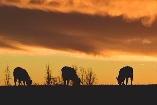 Photo cows fed grass in countryside pampas patagoniaargentina