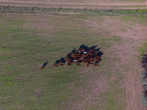 Cows fed grass in countryside Pampas PatagoniaArgentina