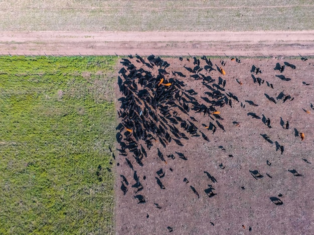 Cows fed on natural grass Buenos AiresArgentina