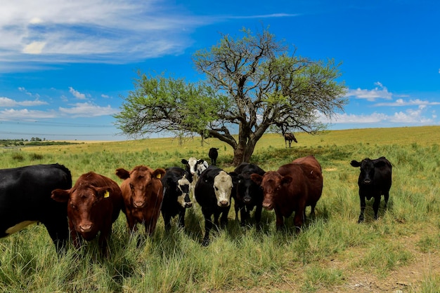 Cows fed with grass PampasPatagonia Argentina