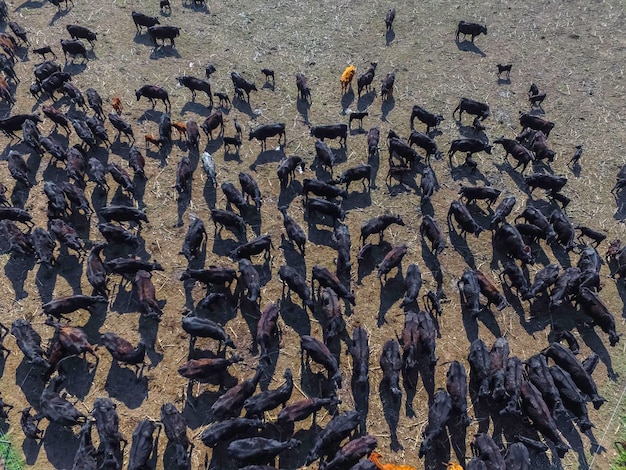 Коров кормят натуральной травой Пампасы Аргентина