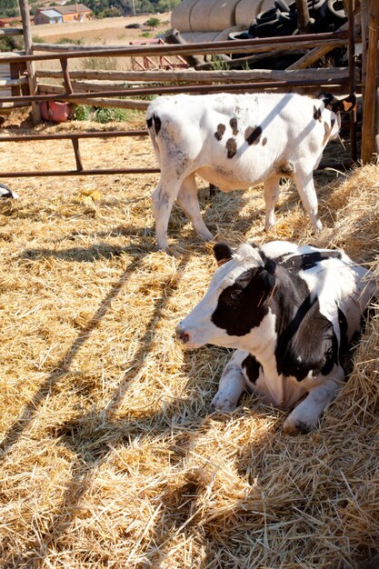 Cows in the fence on a farm