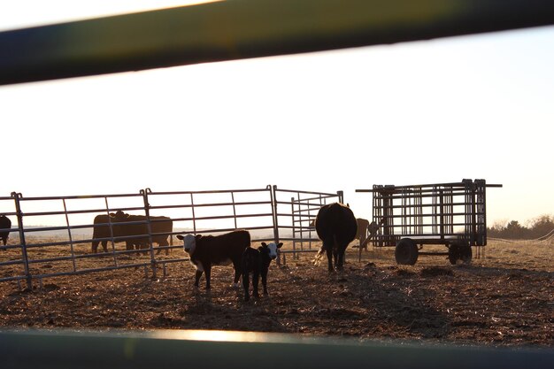 Photo cows on field against clear sky