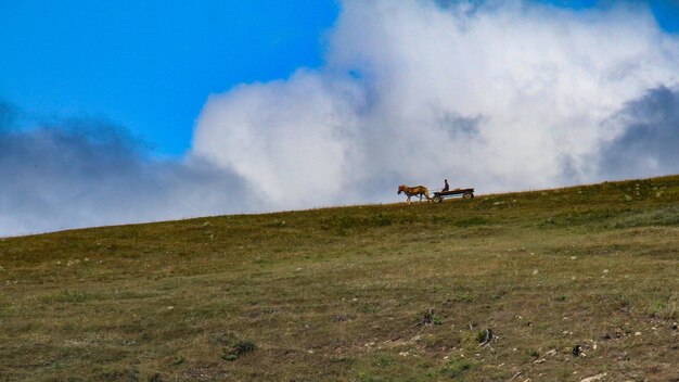 Cows on field against sky