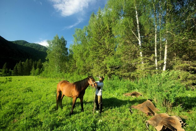 Cows on field against sky