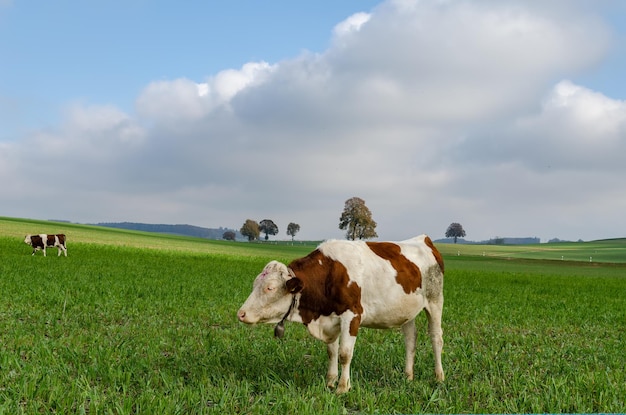 Cows on field against sky