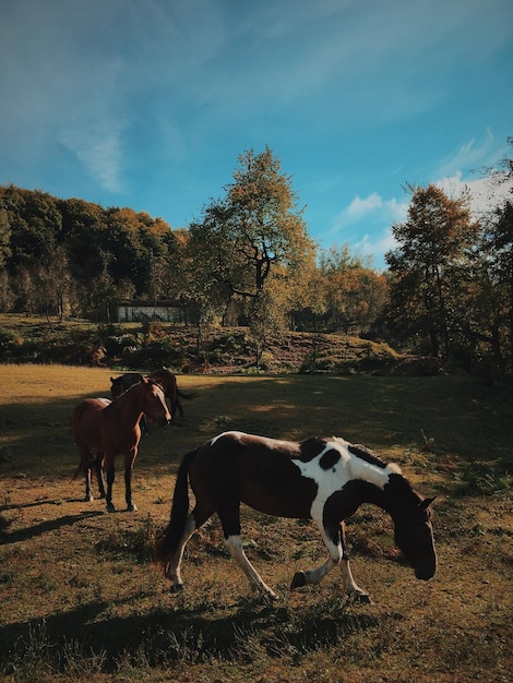 Cows on field against sky