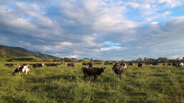 Cows on field against sky