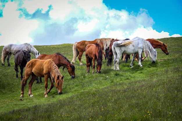 Photo cows on field against sky