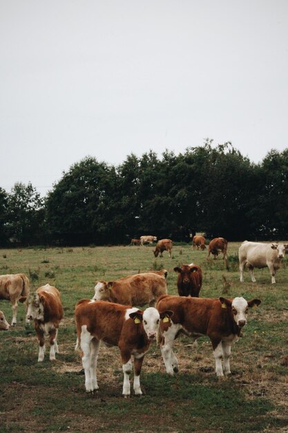 Photo cows on field against sky