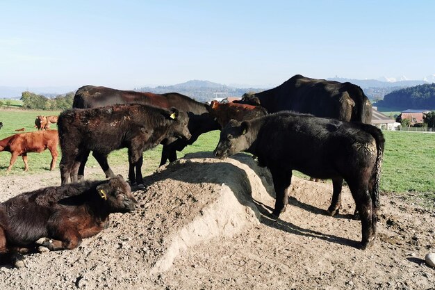 Cows on field against sky