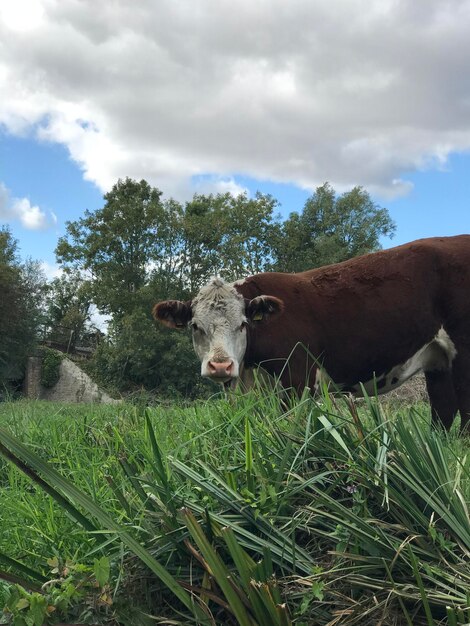 Cows on field by tree against sky