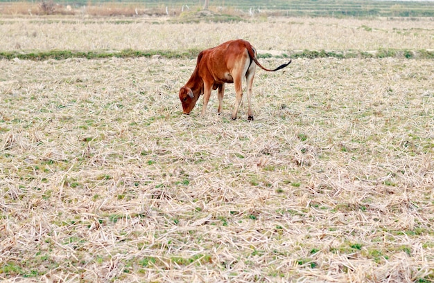 Cows and field of dried grass.