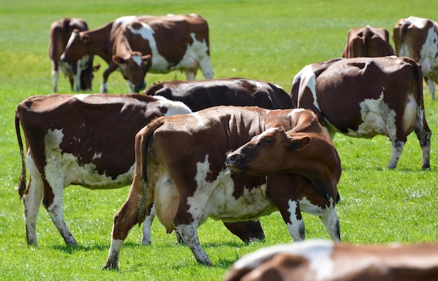 Foto le mucche sul campo della fattoria