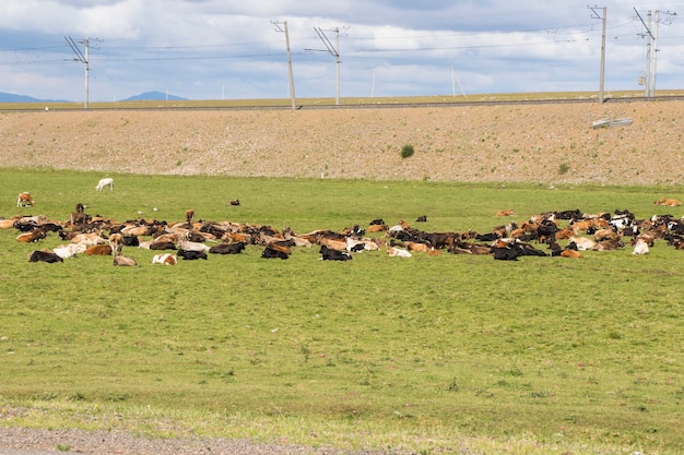 cows on the field in georgia, large group of cows