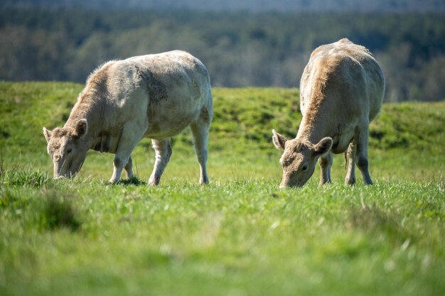 Cows in a field grazing on pasture in Australia