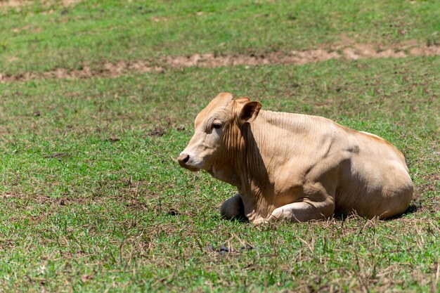 Mucche al pascolo in un campo messa a fuoco selettiva