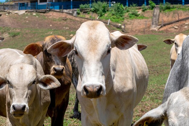 Cows in a field grazing Selective focus