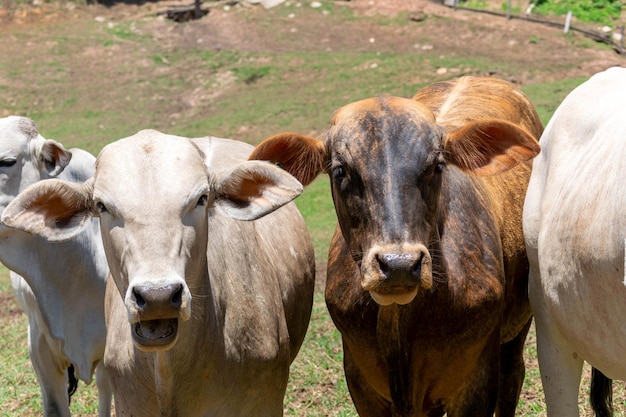 Cows in a field grazing Selective focus