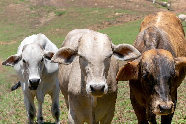 Cows in a field grazing Selective focus