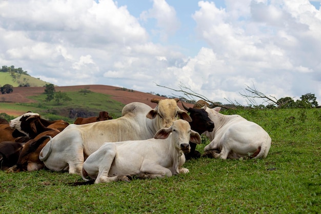 Mucche in un campo. messa a fuoco selettiva.